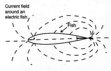 Figure 3 – Electric field produced by a black ghost
