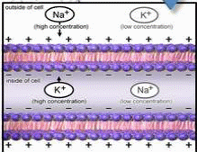 Figure 2 - Resting potential
