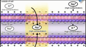 Figure 3 - Action potential
