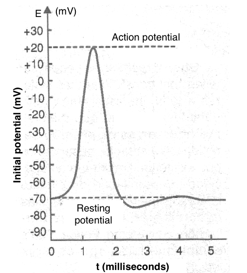 Figure 4 - The neuron signal
